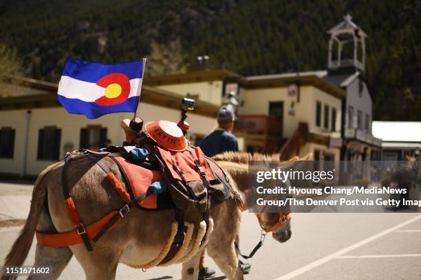 May 25: Dave Edwards of Monte Vista is heading to the start point of the first Pack Burro Race of the season at Georgetown with his burro Taz. May...