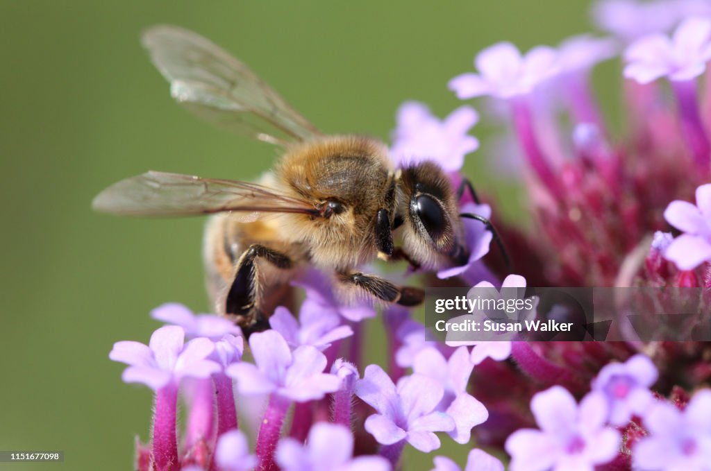 Honey bee on Verbena.