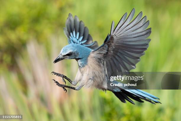 florida scrub jay, aphelocoma coerulescens, endangered specie, in flight - endangered species stock pictures, royalty-free photos & images