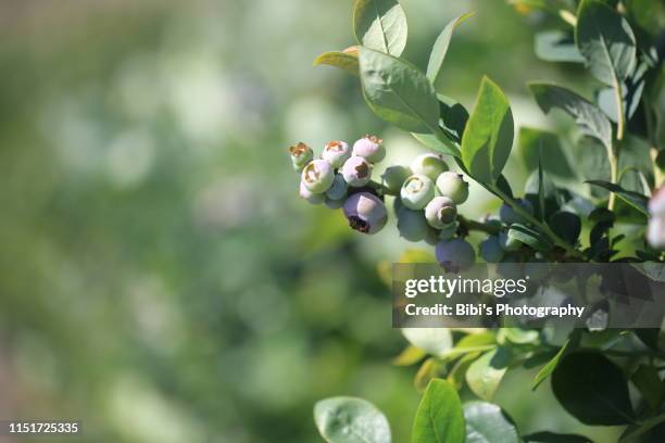 blueberry picking - temecula-california photos et images de collection