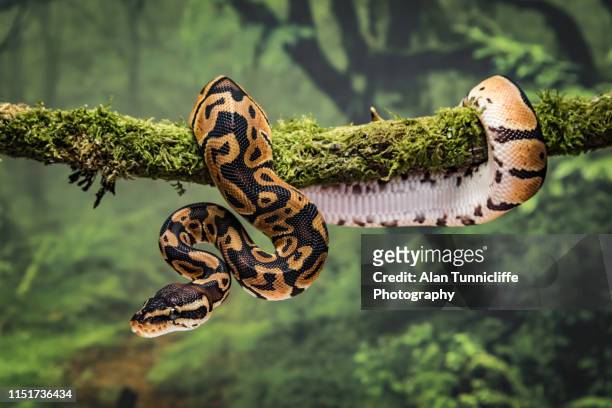 royal python on branch - curled up stock pictures, royalty-free photos & images