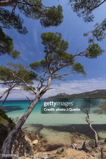 plage de porquerolles - porquerolles stock pictures, royalty-free photos & images