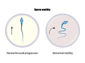 Sperm motility