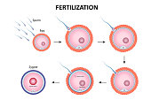 Process of human fertilization