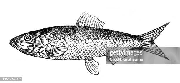 herring or clupea harengus fish illustration - etching stock illustrations