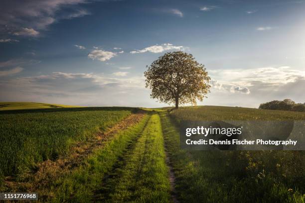 single tree on a field in spring in germany - single tree stock pictures, royalty-free photos & images