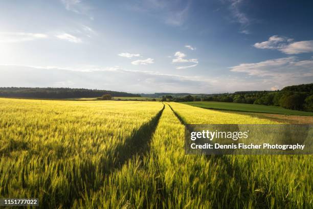 a wheat field with tracks in summer during sunset - 一本道 ストックフォトと画像