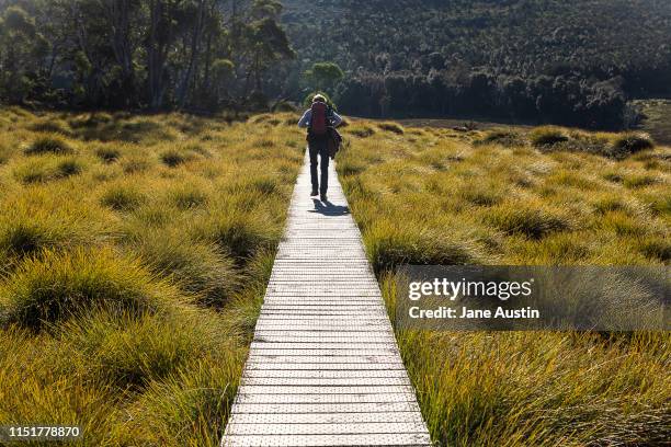 mature male bushwalker on boardwalk at cradle mountain, lake st claire national park, tasmania - brousse photos et images de collection