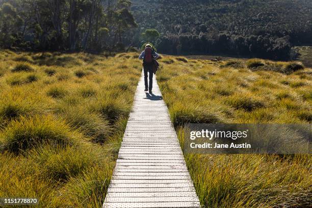 mature male bushwalker on boardwalk at cradle mountain, lake st claire national park, tasmania - hiking australia stock pictures, royalty-free photos & images