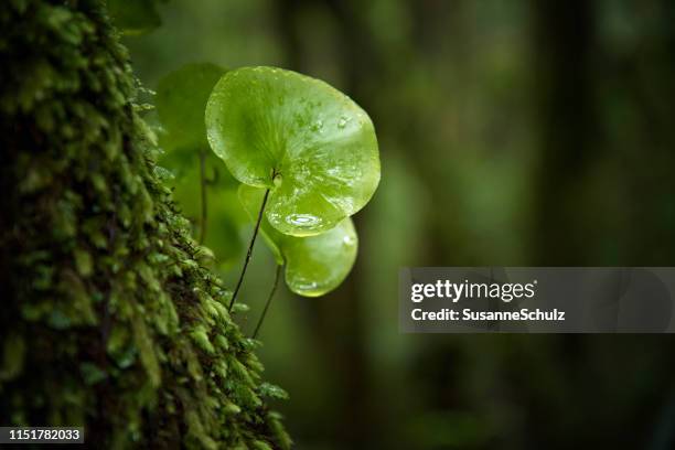 close-up in het regenwoud - jungle leaves stockfoto's en -beelden