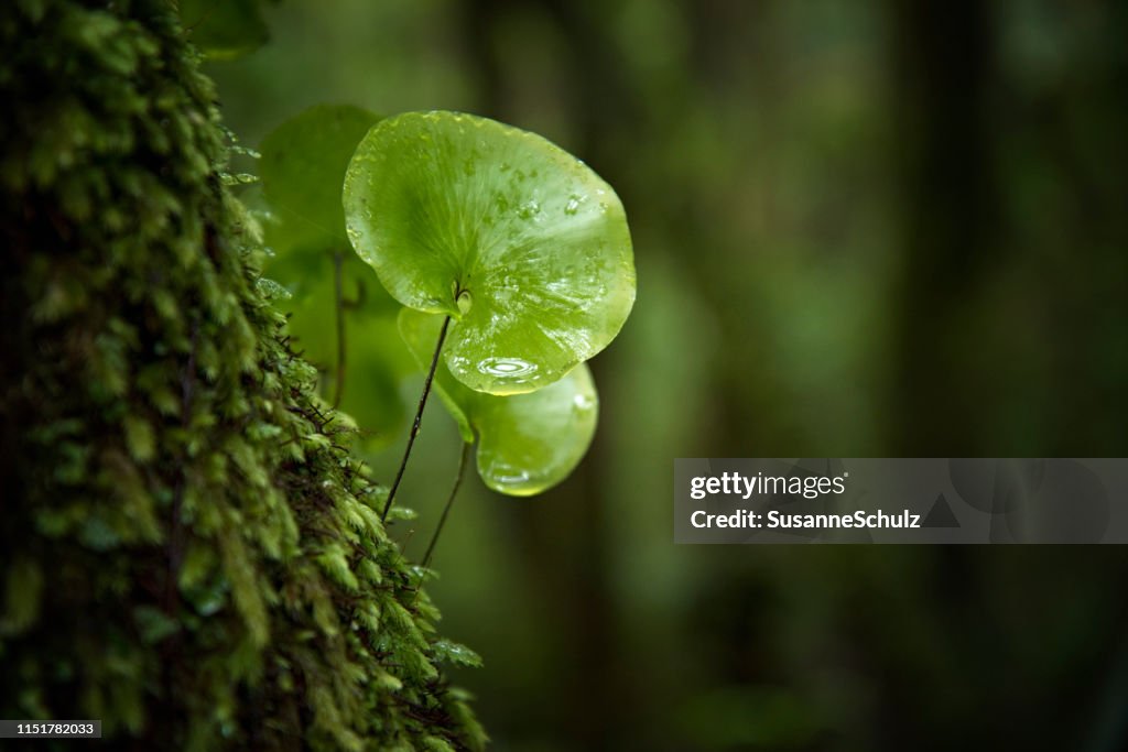 Close-up in the rain forest