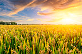 Ripe rice field and sky background at sunset