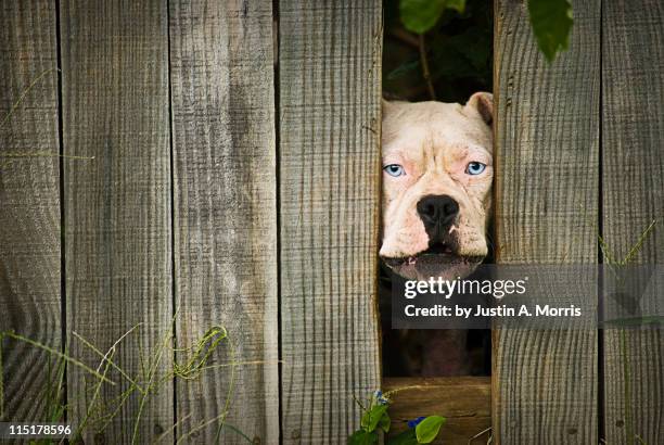 guard dog - guard dog stock pictures, royalty-free photos & images