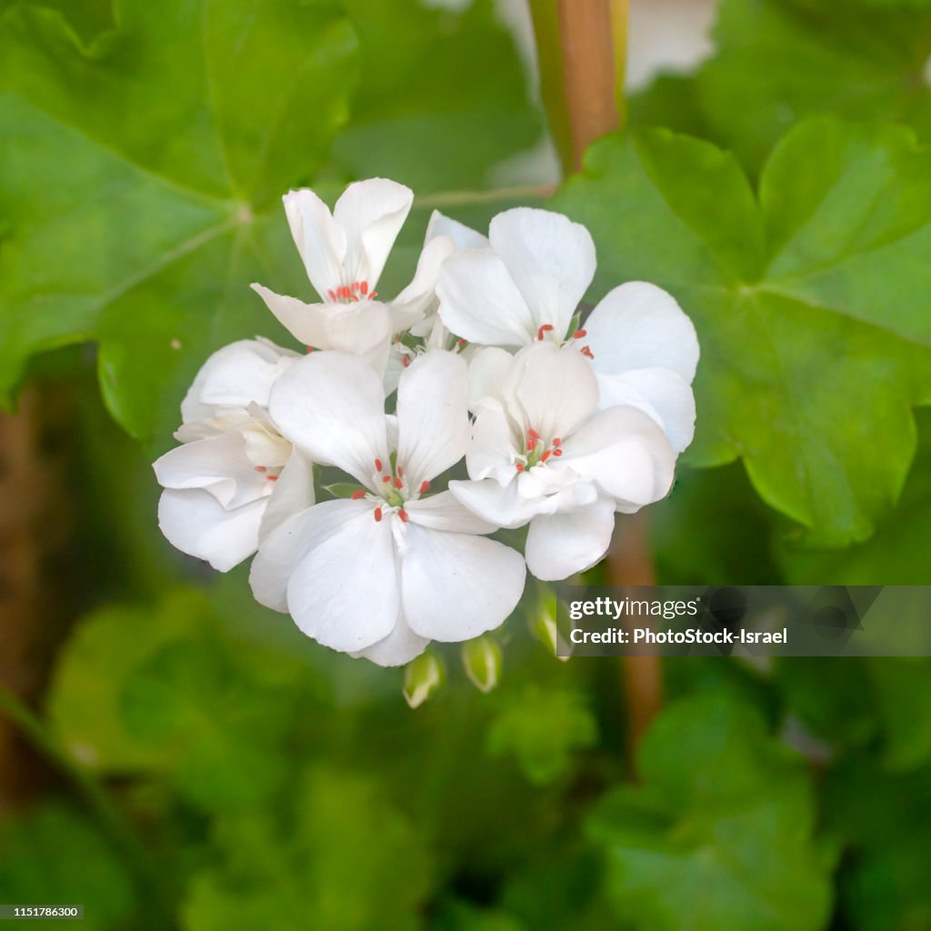 White geranium