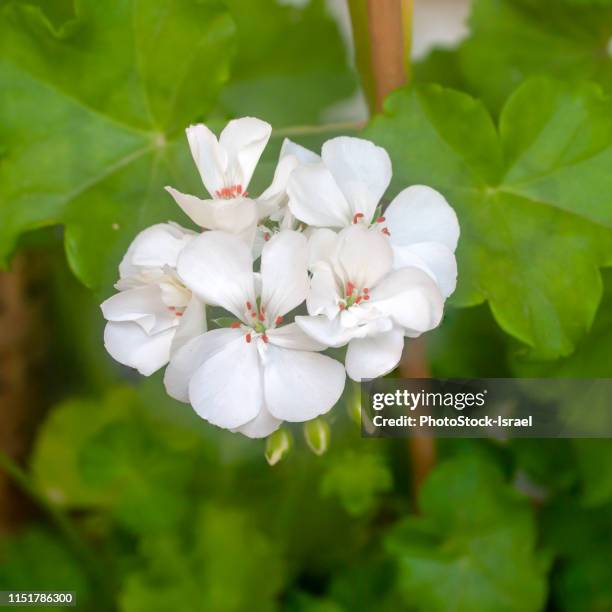 white geranium - peppermint geranium stock pictures, royalty-free photos & images