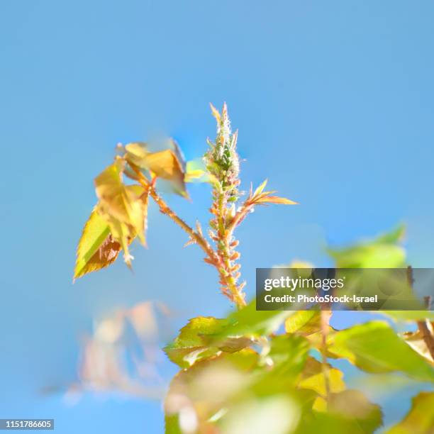 rose aphids (macrosiphon rosae) on a rose - parthenogenese stock-fotos und bilder