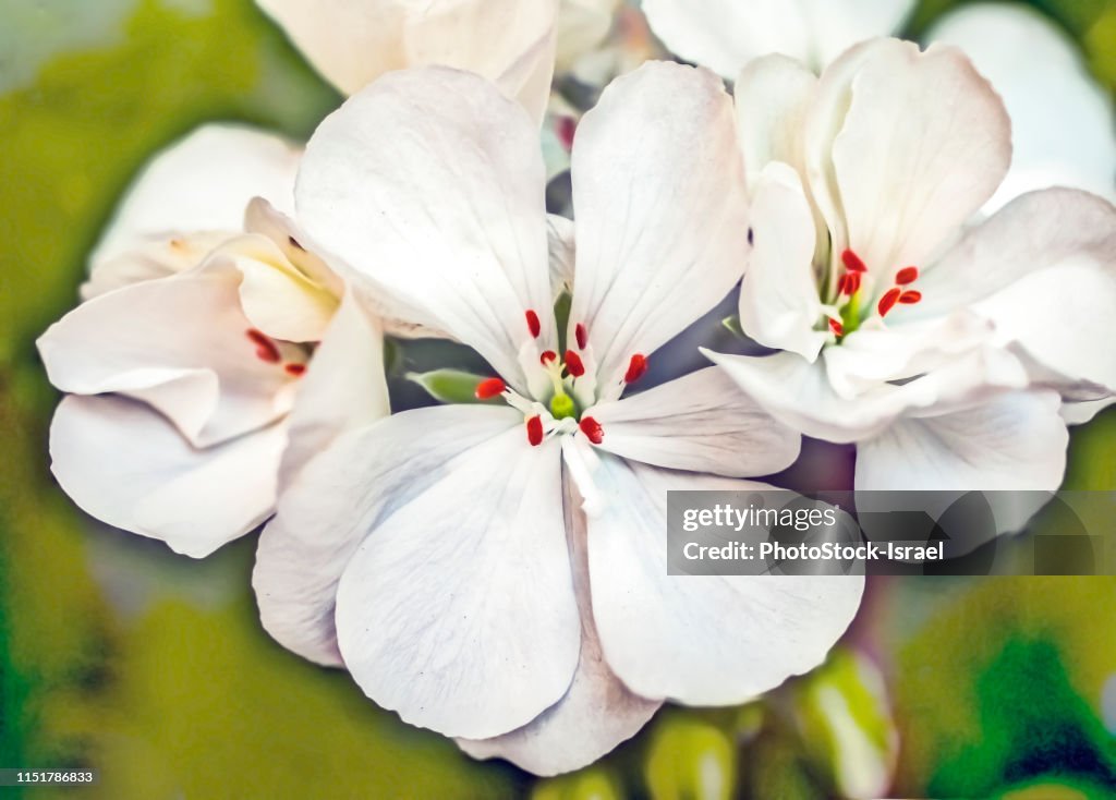 White geranium