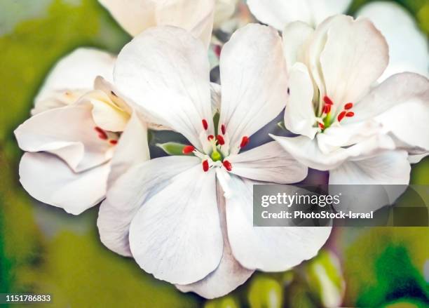 white geranium - peppermint geranium stock pictures, royalty-free photos & images