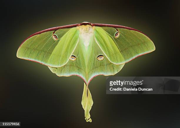 wings of luna moth - luna moth stock pictures, royalty-free photos & images