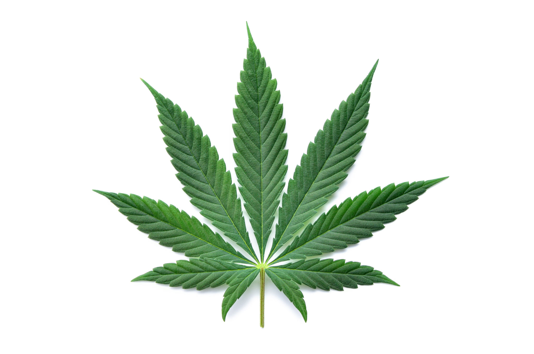 Green cannabis leaves isolated on white background. Growing medical marijuana Green cannabis leaves isolated on white background. Growing medical marijuana