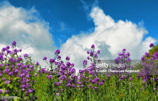 landscape of purple wild flowers in green field - rye new york stock pictures, royalty-free photos & images
