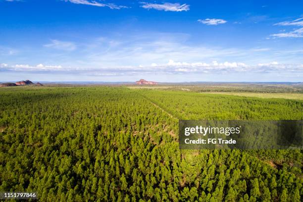 high angle view of the landscape of cerrado in tocantins, brazil - tocantins stock pictures, royalty-free photos & images