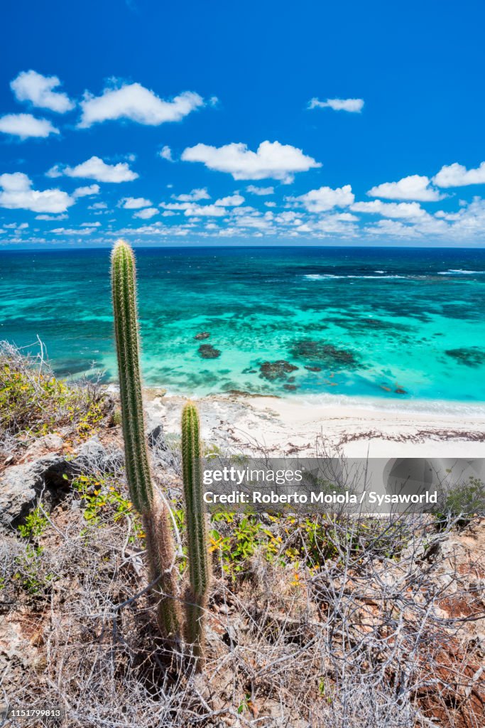 Cactus plants on sand beach, Two Foot Bay, Barbuda, Caribbean