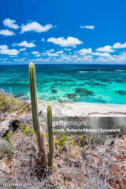 cactus plants on sand beach, two foot bay, barbuda, caribbean - barbuda stock pictures, royalty-free photos & images