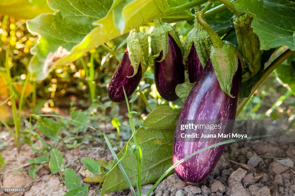 Vegetable garden with aubergine plant.