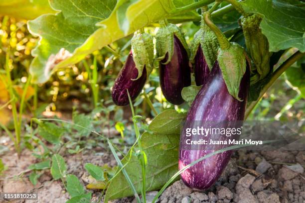 vegetable garden with aubergine plant. - aubergine fotografías e imágenes de stock