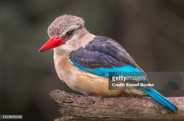 gray headed kingfisher - gray headed kingfisher stock-fotos und bilder
