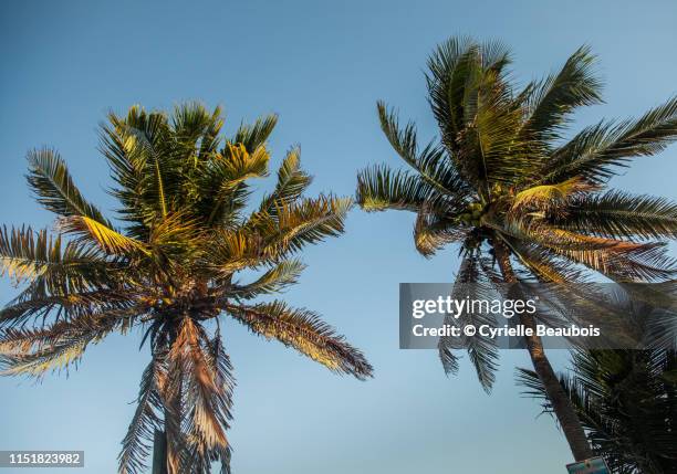 palm trees in san pedro - ambergris caye stock pictures, royalty-free photos & images