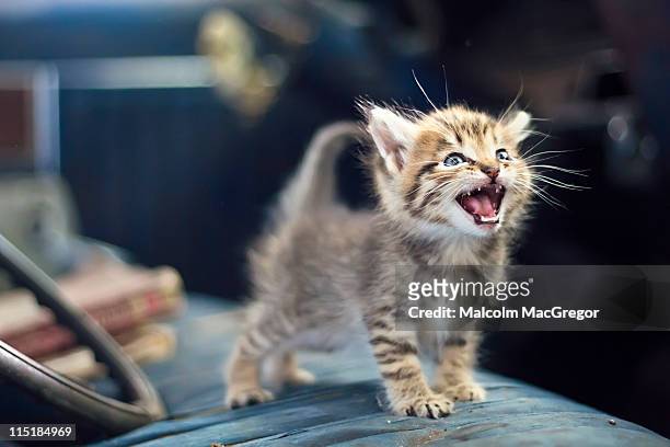 kitten - miauwen stockfoto's en -beelden
