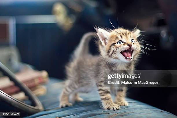 kitten - abandoned car stock pictures, royalty-free photos & images