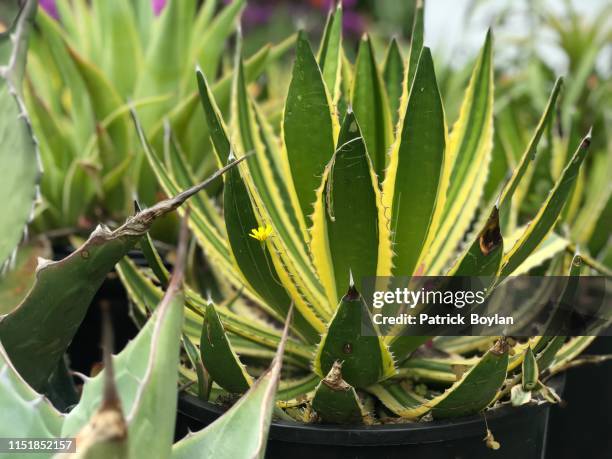 Vibrant Succulent High-Res Stock Photo