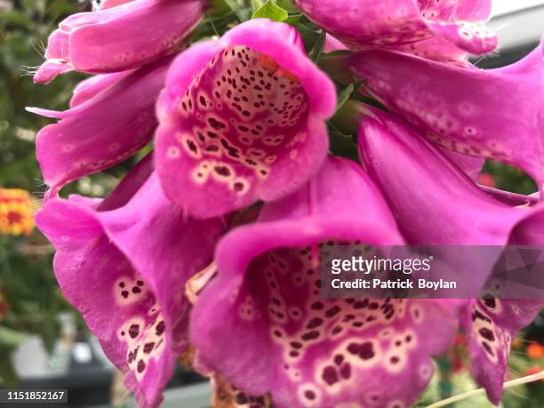 fox glove flower - foxglove stock pictures, royalty-free photos & images