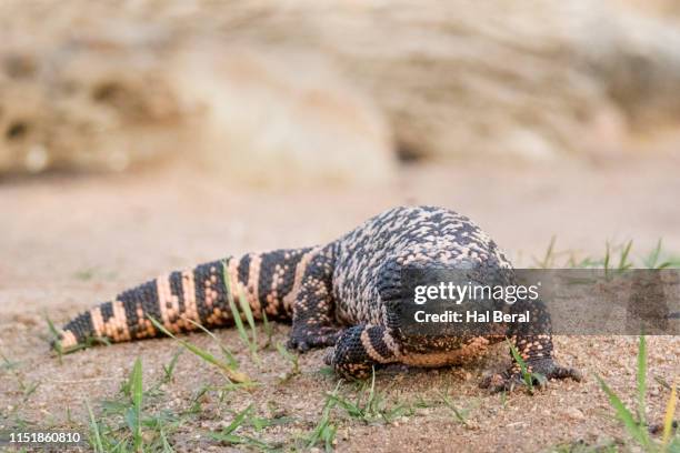 gila monster - gila monster stock pictures, royalty-free photos & images