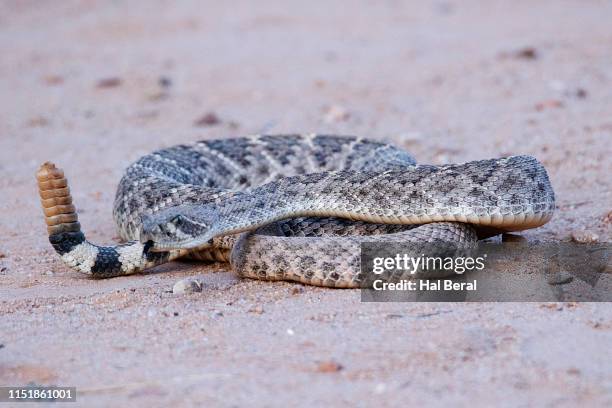 western diamondback rattlesnake - western diamondback rattlesnake stock pictures, royalty-free photos & images