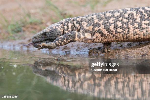 gila monster entering the water close-up - gilamonster stockfoto's en -beelden