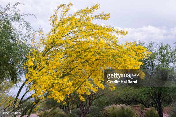 yellow palo verde tree blooming - palo verde stock pictures, royalty-free photos & images