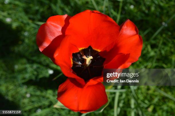 red and black tulip head from above - stamen stock pictures, royalty-free photos & images