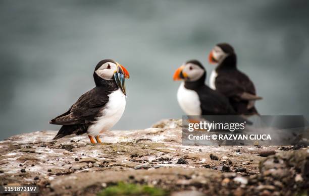 puffin fishing - atlantic puffin stock pictures, royalty-free photos & images