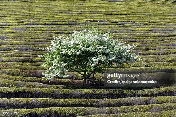 green tea landscape - jeollanam do stock pictures, royalty-free photos & images