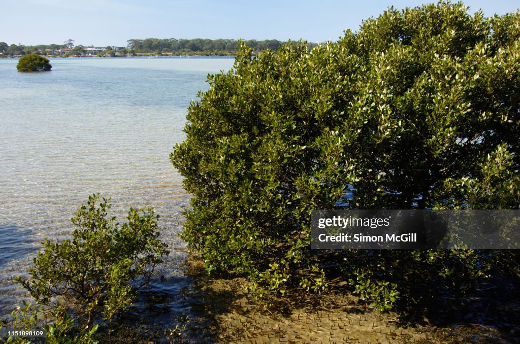 Mangroves along Merimbula Lake, Merimbula, New South Wales, Australia