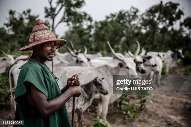 Fulani herdsman Yusuf Ibrahim walks along his cattle while grazing at Kachia Grazing Reserve, Kaduna State, Nigeria, on April 16, 2019. - Kachia...
