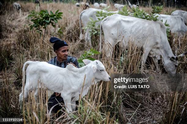 Fulani herdsman caresses a calf while grazing with his cattle at Kachia Grazing Reserve, Kaduna State, Nigeria, on April 17, 2019. - Kachia Grazing...