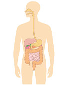 Human body internal organs illustration