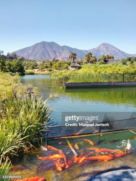 fishes in the parque bicentenário in santiago in chile. - los andes mountain range in santiago de chile chile stock pictures, royalty-free photos & images