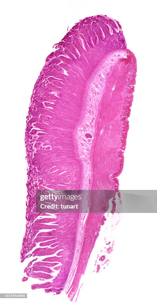 Cross Section of Columnar Ciliated Epithelium Tissue