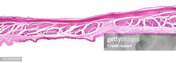 cross section of tissue of urinary bladder transitional epithelium - transitional epithelium stock pictures, royalty-free photos & images